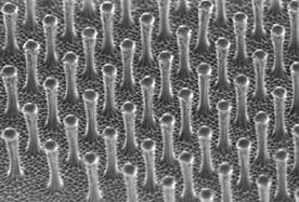 Cấu trúc nano: Bàn chân thạch sùng  Conghe10