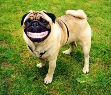 ma i cani ridono???? Cane_c10