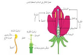  التكاثر الجنسي في النباتات البذرية Images12