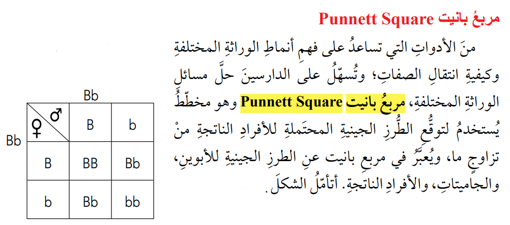  مربع بانيت Square Punnet Oaoo_210