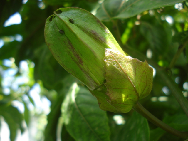 identification passiflora Flavi_11