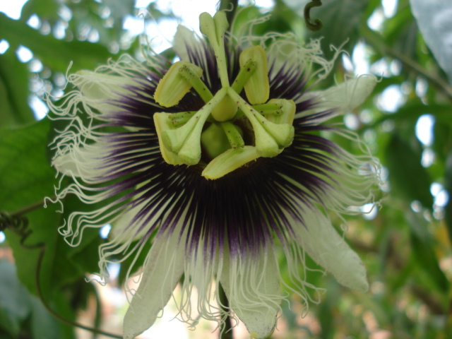 identification passiflora Flavi_12