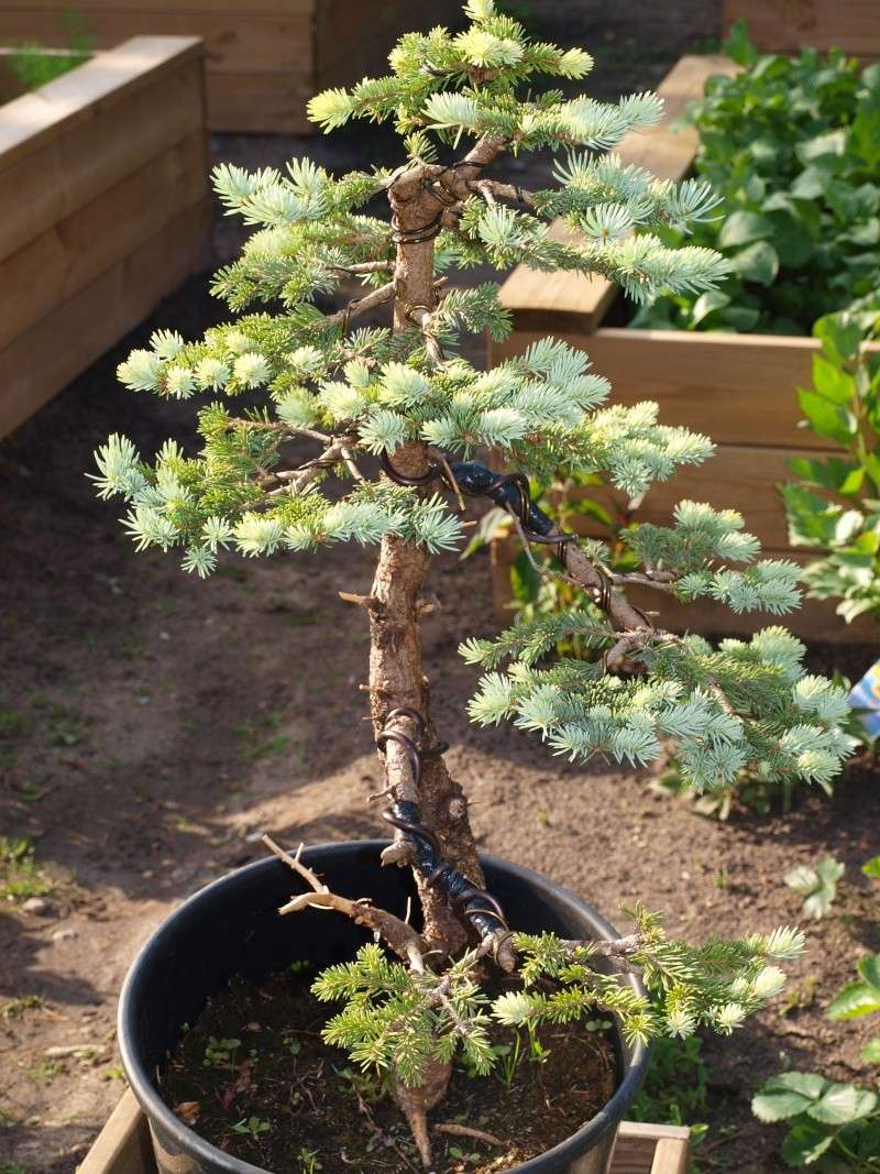 picea pungens update and concidering future choise of pot P1013114