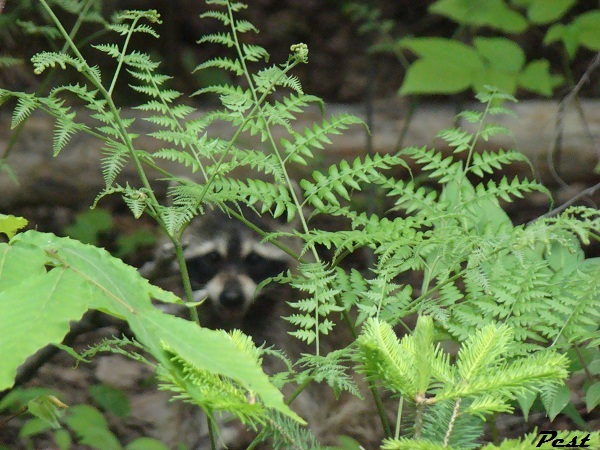 Bonne Jeudi Racoon21