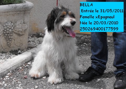 BELLA XEpagneul 250269400177599 en CA Bellab10