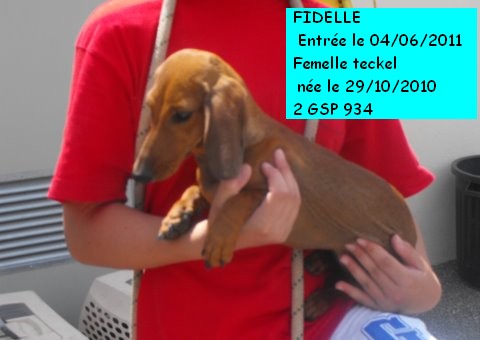 FIDELLE Teckel 2GSP934 Fidell11