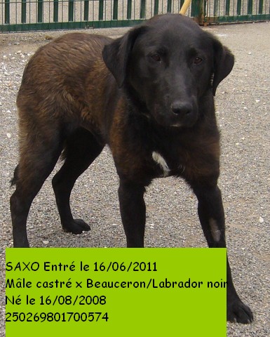 SAXO XBeauceron/Labrador 250269801700574 P1080819