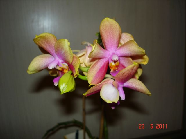 Orchideenblüten 2011 2011_022