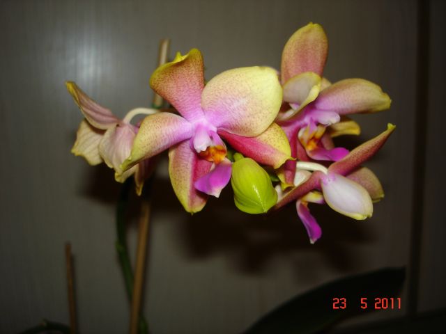 Orchideenblüten 2011 2011_023