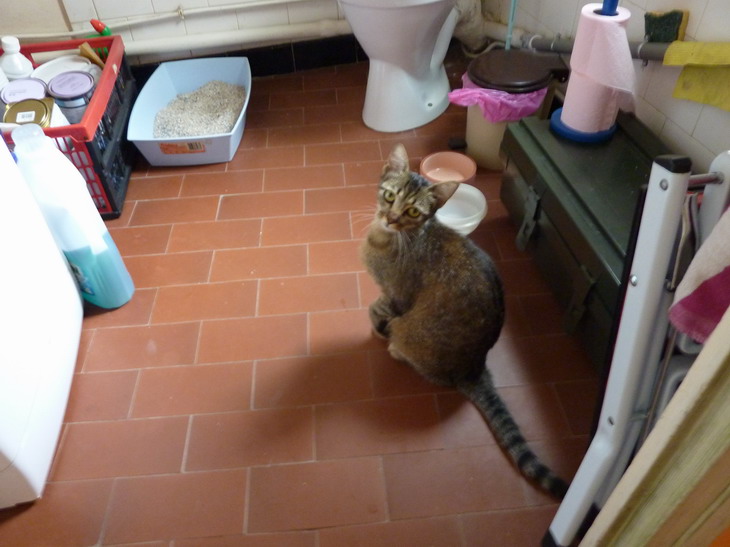 A Perpignan, petite chatte FELV+ doit trouver un foyer avant samedi ou sera remise dans la rue   Photo610