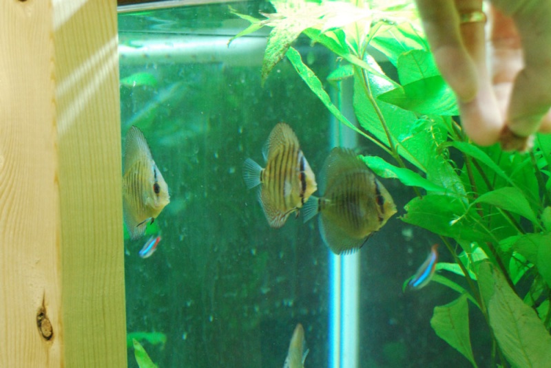 Discus Hand feeding 05252014