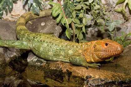 Sous le charme d'un Dracaena guianensis. Caiman10