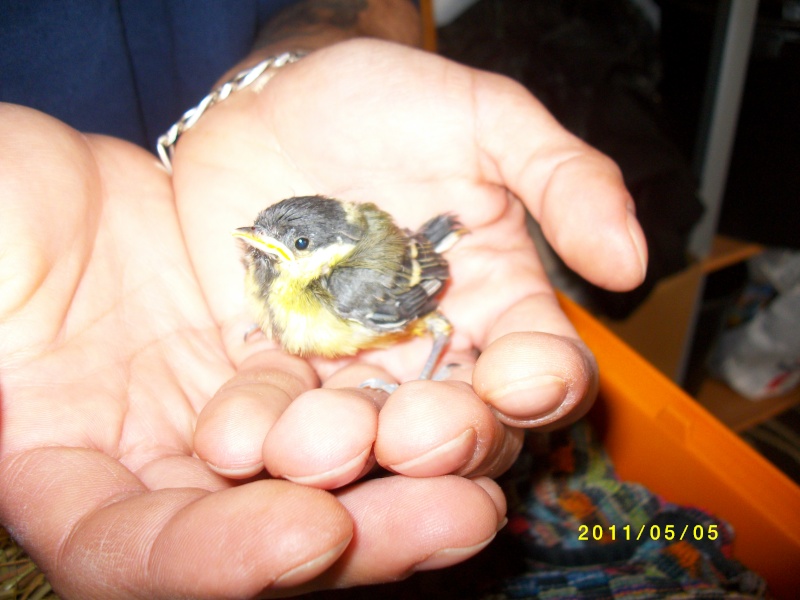 Trouvé bébé oiseau Oiseau10