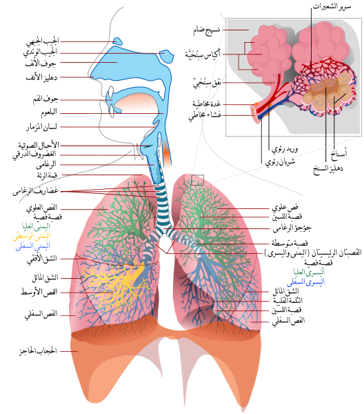 علم الأمراض (الجهاز التنفسي) 528px-10
