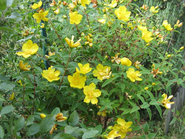 Nom  de cette plante  ?  millepertuis / Hypericum 'Hidcote' Img_0014