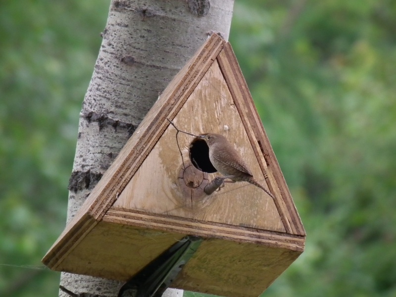 petit oiseaux brun Photo_38