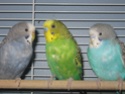Évolution de mes petits oiseaux :) Img_9511