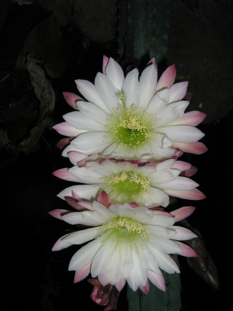 Les plus beaux cactus  "Altitude Tropicale" Cactus10