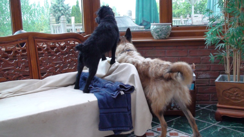 Gino - Belgian Shepherd, Dog (1 year old) Dsc00810