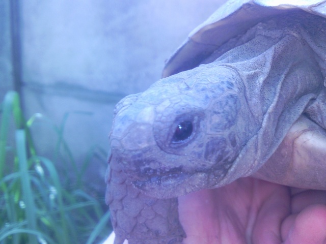 identification de deux tortue  Photo018