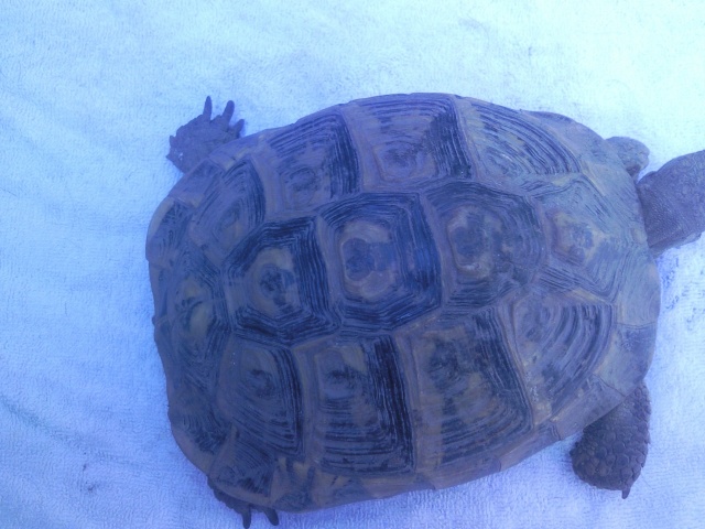 identification de deux tortue  Photo024