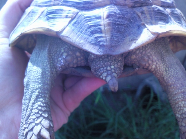 identification de deux tortue  Photo032