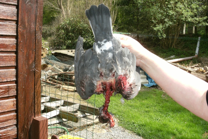 attaque D'épervier Pigeon15