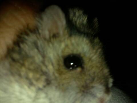 Mon Hamster A Une Petite Boule Sous L Oeil