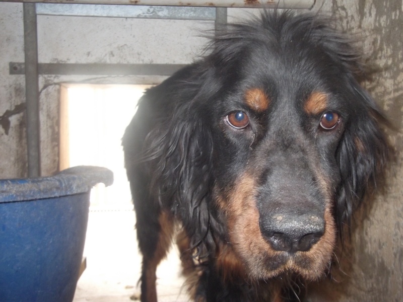 62 - setter gordon mâle 5/6 ans - URGENT... trouvé..béthune P110