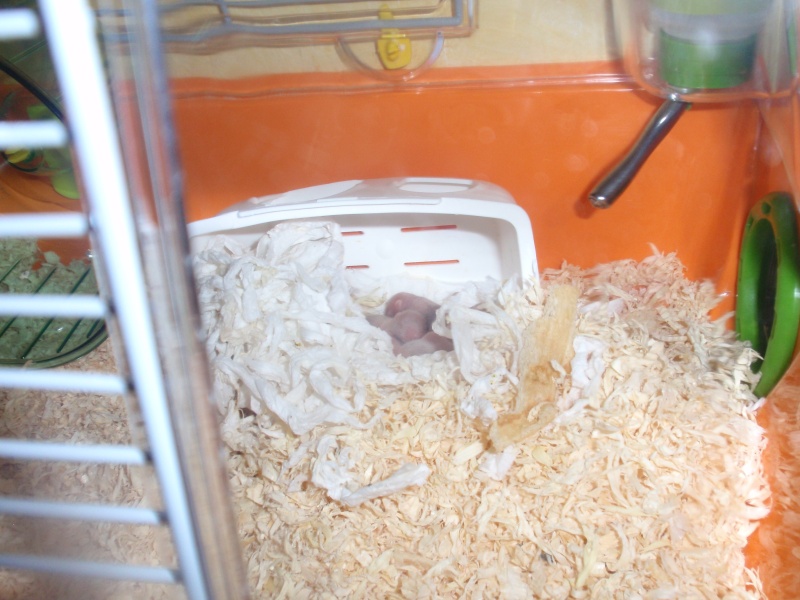 surprises!!!! bébés hamster non prévu et besoin d'aide svp 01110