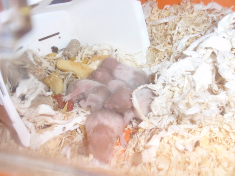 surprises!!!! bébés hamster non prévu et besoin d'aide svp Bb_ath12