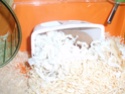 surprises!!!! bébés hamster non prévu et besoin d'aide svp 00710