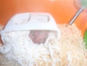 surprises!!!! bébés hamster non prévu et besoin d'aide svp 00810