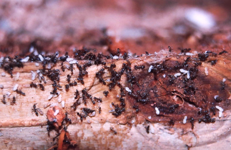 ants carrying some kind of larvae - help! Starti10
