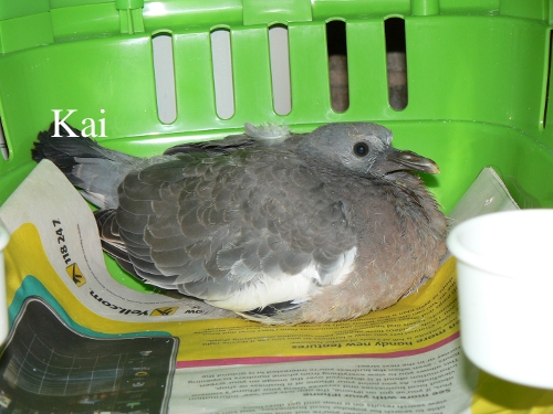 How old is this pigeon? And what should I be doing? Squabb10