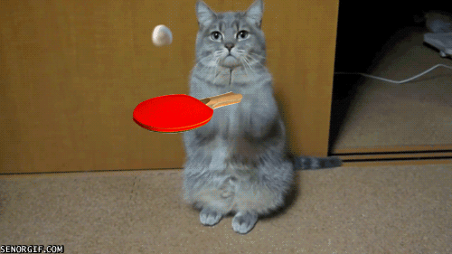 Meyo's Application and Cats who play pingpong Tumblr10