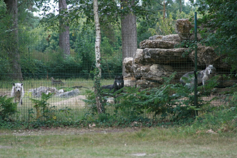 Photos de bébés loups (parc animalier) Img_2614