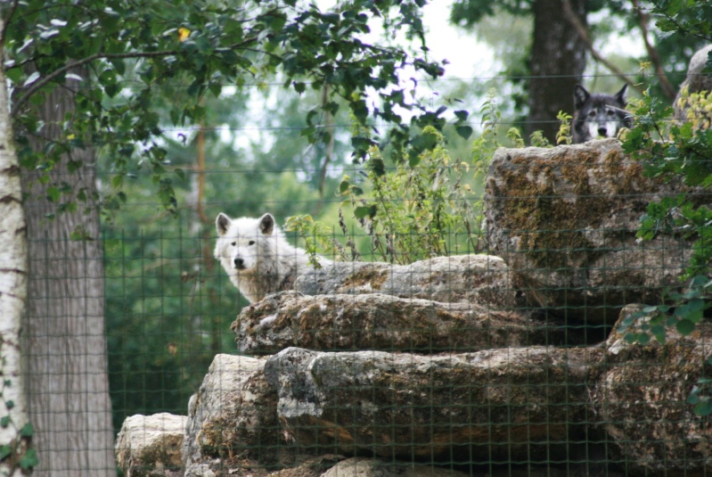 Photos de bébés loups (parc animalier) Img_2615