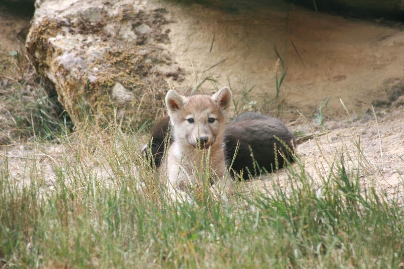 Photos de bébés loups (parc animalier) Img_2616