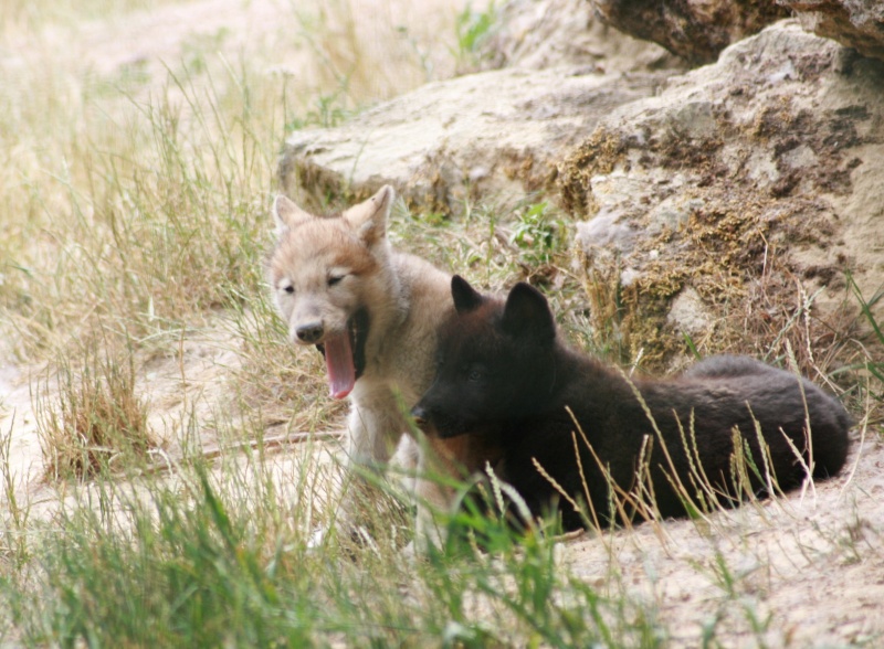 Photos de bébés loups (parc animalier) Img_2617