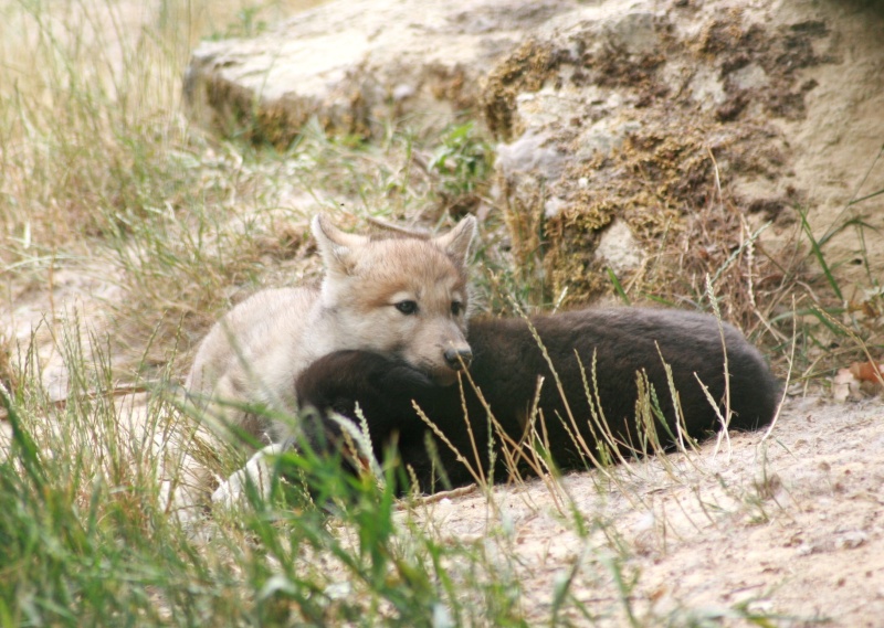 Photos de bébés loups (parc animalier) Img_2619