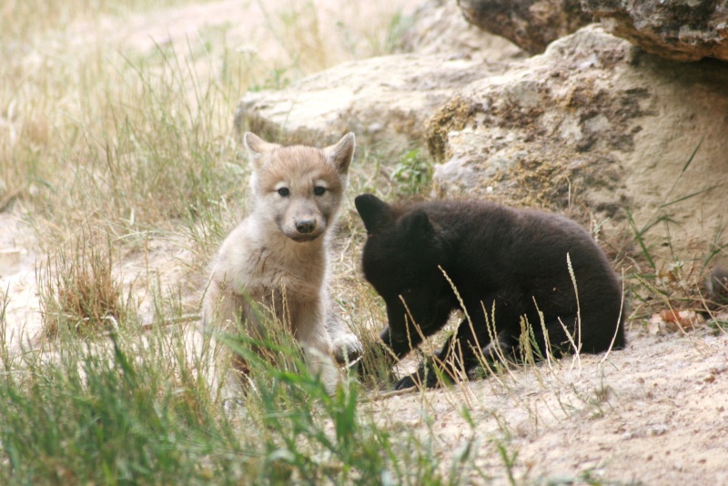 Photos de bébés loups (parc animalier) Img_2620