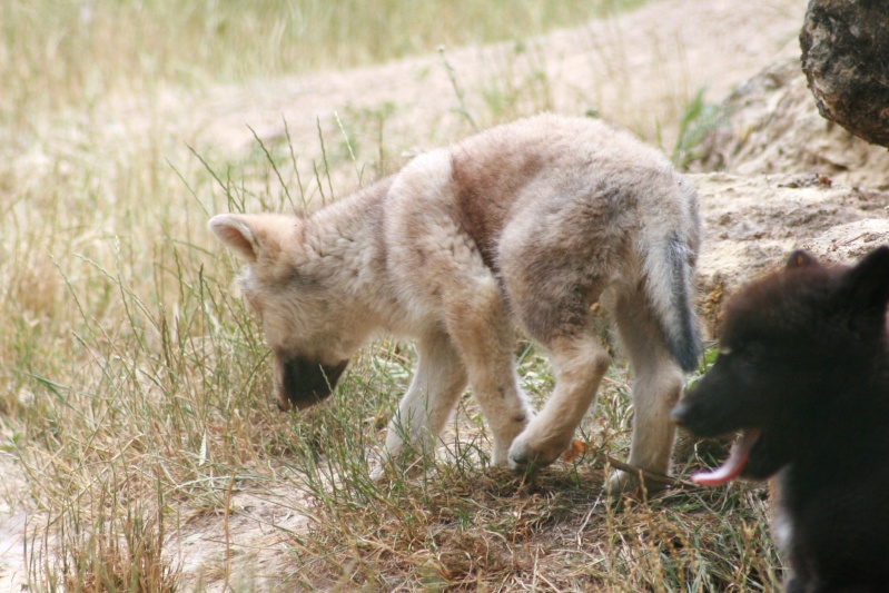 Photos de bébés loups (parc animalier) Img_2714