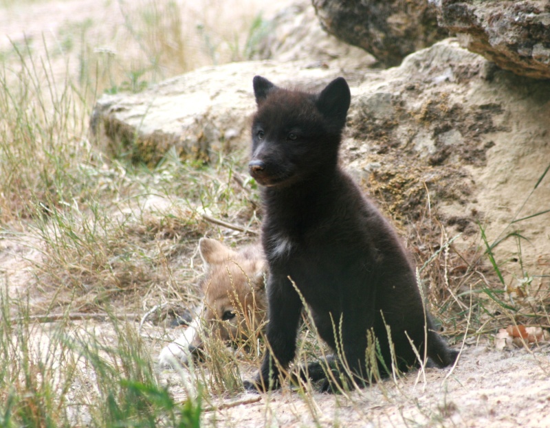 Photos de bébés loups (parc animalier) Img_2715
