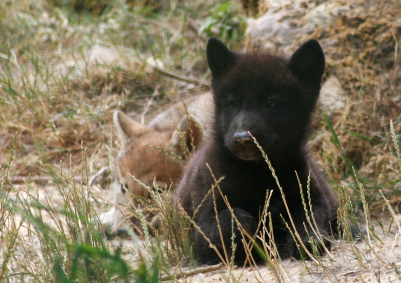 Photos de bébés loups (parc animalier) Img_2716