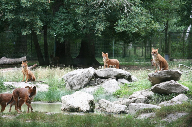 Photos de bébés loups (parc animalier) Img_2717