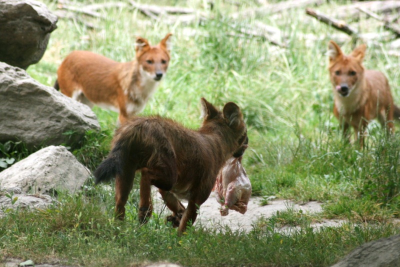 Photos de bébés loups (parc animalier) Img_2813