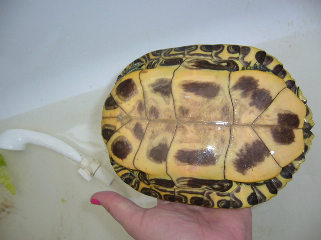 merci de votre aide pour identifier ma tortue trouvée  !! 00611
