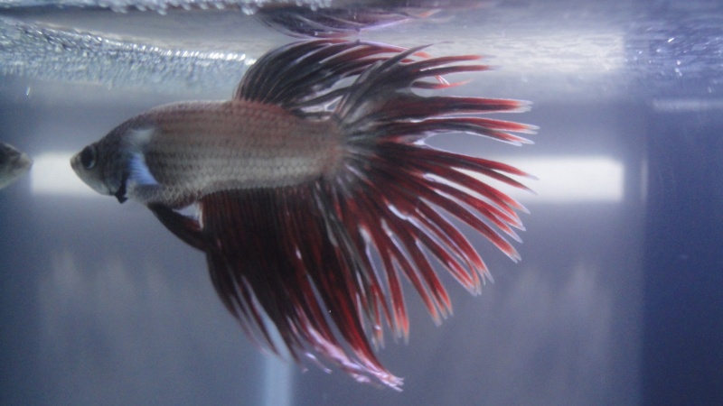 Mon premier betta Dsc01312