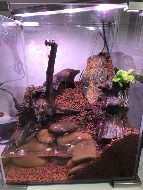 Paludarium pour des crabes vampires 3b2a3810
